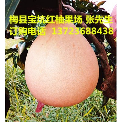 大量批发水果梅县区桃尧三红蜜柚红肉柚网上订购快递包邮