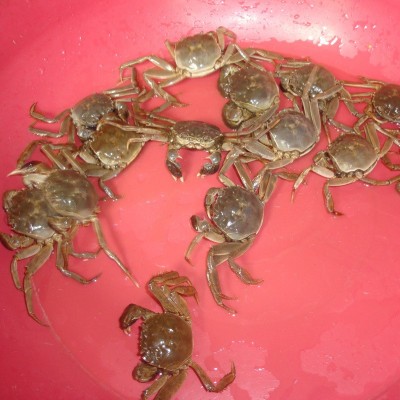 迷你小螃蟹西洋村大闸蟹蟹苗鲜活小毛蟹一斤在18个左右2斤起拍