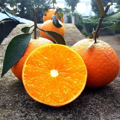 四川爱媛38号果冻橙橙子新鲜农产品水果皮薄爆汁10斤大果现摘包邮