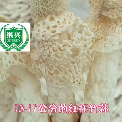 织金竹荪 15-18cm 肉质细腻 营养丰富960元/千克