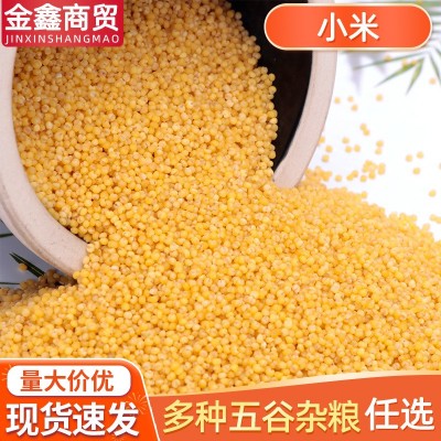 山东农家自产小米新米 供应五谷杂粮50斤小米 吃的小米粥食用小米