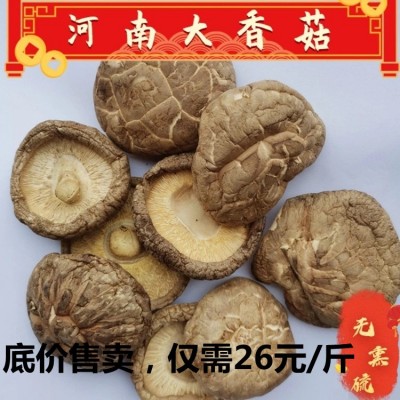 香菇干批发散装1千克 无熏硫大号冬菇河南香菇干香菇剪脚无根肉厚