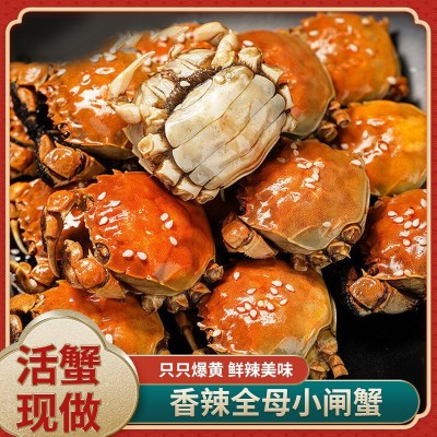 厂家现货生产熟食活螃蟹即食麻辣全母冷冻水产蟹 罐装香辣小闸蟹