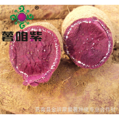 2022年紫甘薯苗山东基地批发紫红薯苗产量高紫薯栽培管理方法