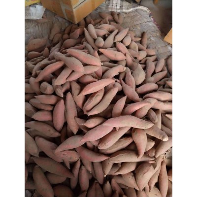 山东烟薯25 大量储存批发零售50斤一箱