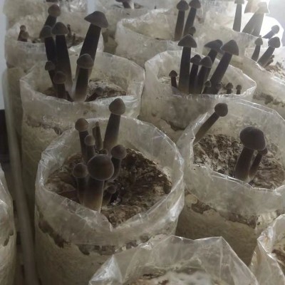 黑皮鸡枞菌蘑菇包阳台趣味食用菌家庭蘑菇种植蘑菇菌包
