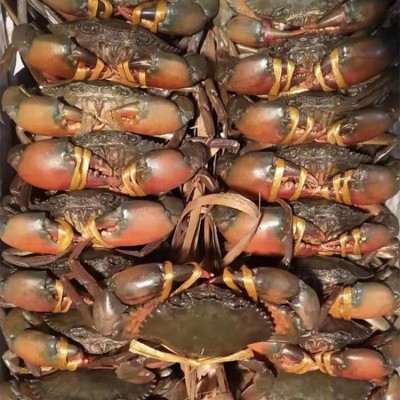 【长期供应】鲜活昆明青蟹肉蟹 孟加拉黑蟹 适用于肉蟹煲香辣蟹