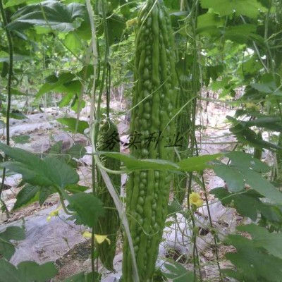 泰国进口新品巨型苦瓜种子抗病高产 蔬菜种子 寿光大棚基地