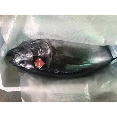 日本蓝鳍金枪鱼太平洋高品质冰鲜整条刺身金枪鱼 约20-50公斤/条