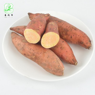安徽鲜红薯现货批发 烤地瓜红薯淀粉原料鲜地瓜 商超供货