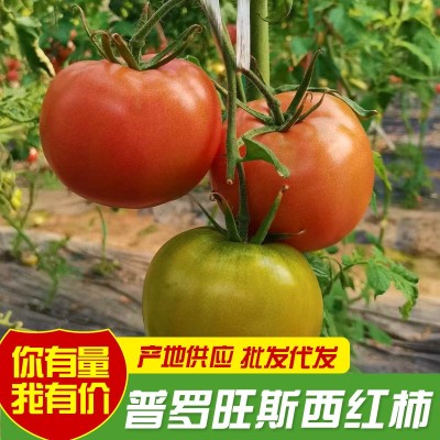 普罗旺斯西红柿现摘现发沙瓤水果番茄孕妇新鲜蔬菜生吃西红柿批发