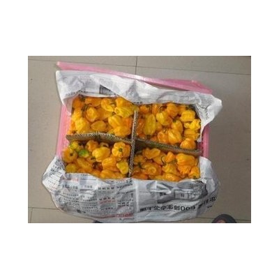 海南种植出售黄灯笼辣椒