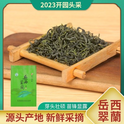2023安徽岳西翠兰绿茶源产地明前绿茶新茶礼盒装国宾礼茶现货代发