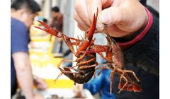 餐饮巨头上线、预制菜热销，昔日顶流小龙虾回归？