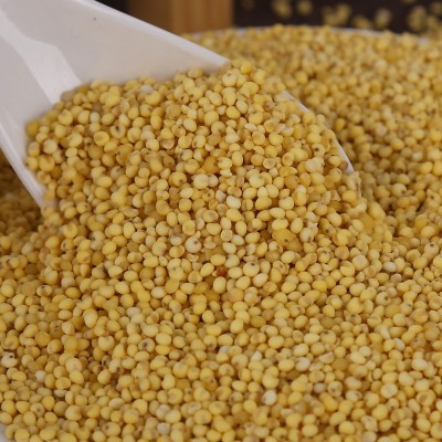 现货批发农家自产黄小米 东北黍子米 五谷杂粮大黄米批发黄糯米