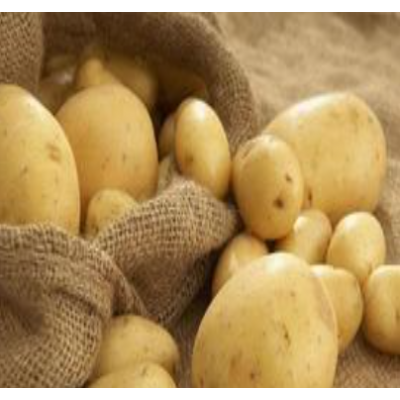 山东土豆 大量出售优质 荷兰土豆