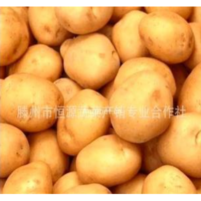 恒源蔬菜产销合作社直销优质精选绿色有机土豆 荷兰土豆