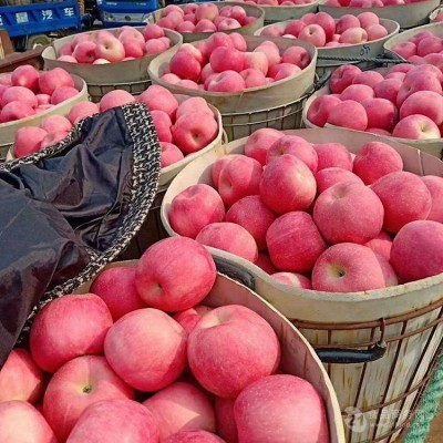 产地代收规格80以上红富士苹果代办 当季水果 新鲜脆甜多汁 现采摘