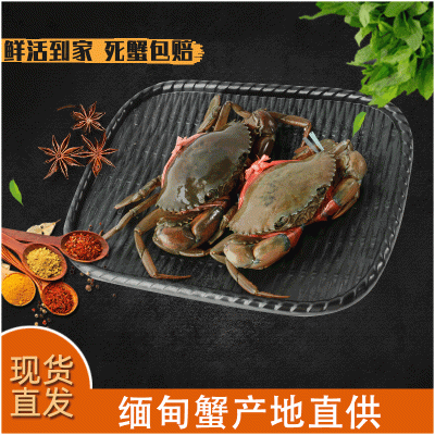 一手货源 鲜活缅甸蟹 肉蟹煲 红膏母蟹 3.0-3.5两/只 2斤大概6只