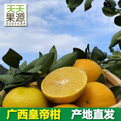 产地货源 广西武鸣皇帝柑5斤整箱贡柑橘橙子新鲜水果批发一件代发