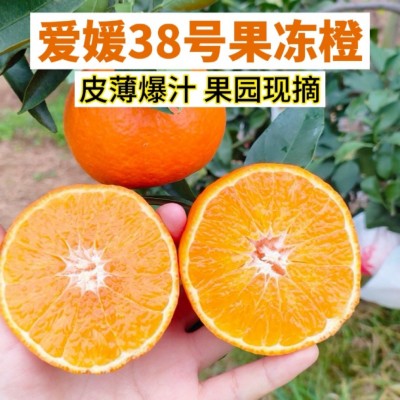 2023年四川眉山爱媛38号果冻橙新鲜水果香甜爆汁橘橙子果园现采