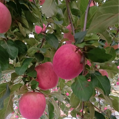 糖心苹果红富士苹果甘肃静宁红富士新鲜水果水果苹果批发