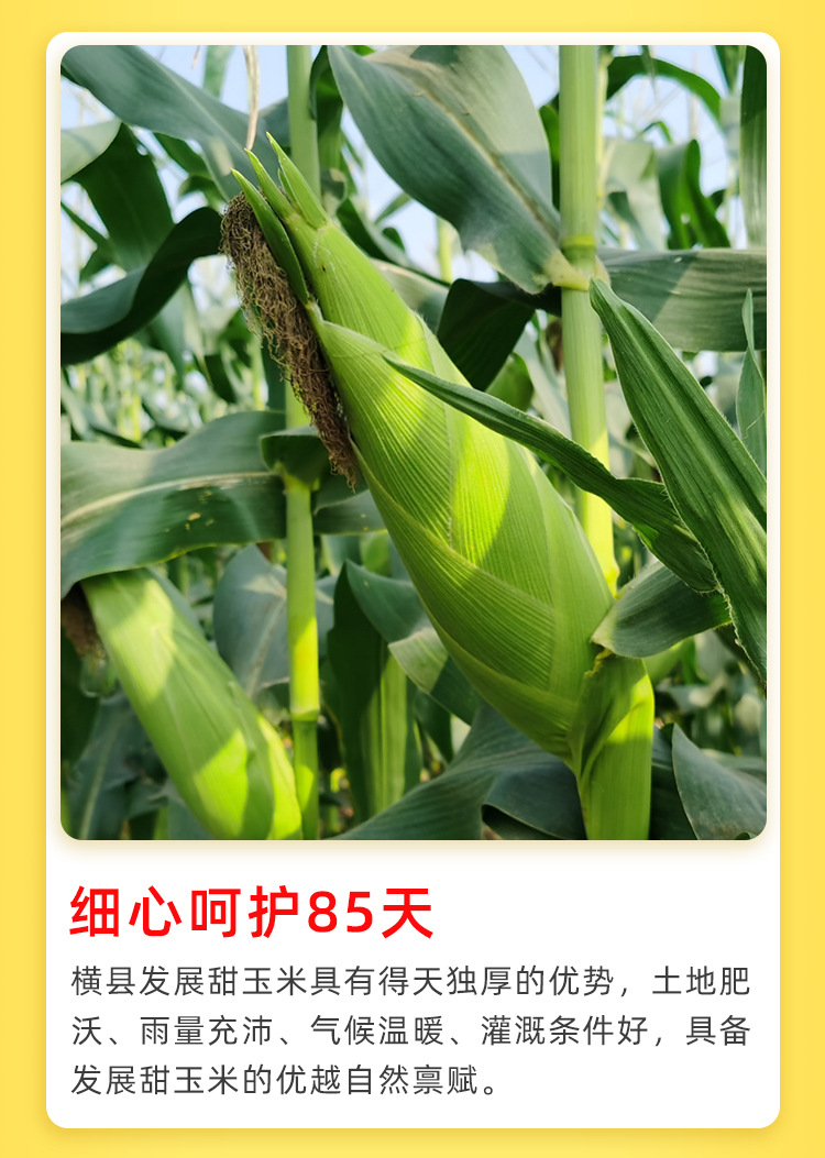 260g玉米棒（双袋）_12.jpg