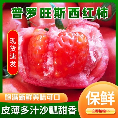 海阳普罗旺斯西红柿 现摘沙瓤毛粉番茄 新鲜水果蔬菜大番 茄西红柿