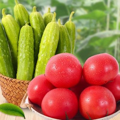 普罗旺斯西红柿+海阳白玉黄瓜组合双拼现摘新鲜蔬菜净重共4.5-5斤