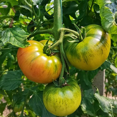 普罗旺斯黄筋西红柿 新鲜番茄生吃酸甜绿腚黄金柿子 草莓柿子