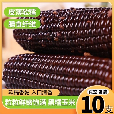 10棒东北黑糯玉米 新鲜现摘黏紫甜玉米棒可代发真空包装 黑玉米