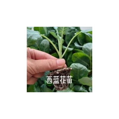 甘蓝苗包菜苗大头菜苗青梗菜花苗西兰花苗