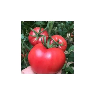 普罗旺斯口感番茄苗 大粉果番茄苗 番茄苗 口感柿子苗