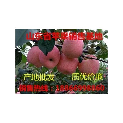 宜昌今日红富士苹果格 宜昌水果批发市场