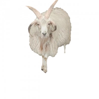 宠物四角羊出售景区观赏网红宠物四角羊 活体四角羊六角羊小羊羔
