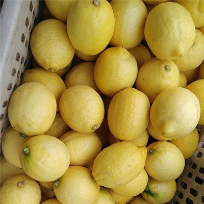 批发土柠檬安岳柠檬水果新鲜水果尤力克柠檬皮薄多汁一件代发