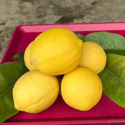四川安岳柠檬水果新鲜黄柠檬批发优质水果鲜水果一件批发5斤包邮