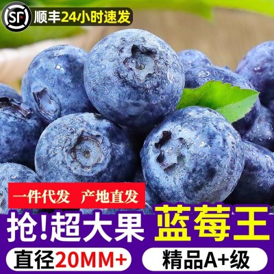 云南蓝莓新鲜当季水果蓝梅鲜果高山怡颗甜蓝莓8大果批发一件代发
