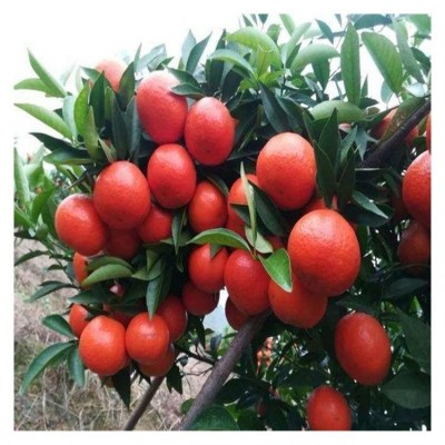红美人沃柑苗 091柑橘苗现货出售 果园农家种植