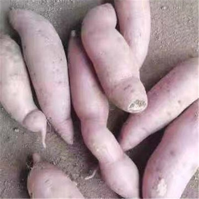 地瓜沙地红薯现挖新鲜板栗番薯精品果直发正宗红薯新鲜地瓜