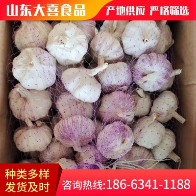 产地garlic 山东大喜食品供应出口级别大蒜规格齐全5/5.5/6.0CM