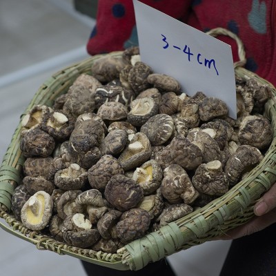 厂家直销秋载一级光面菇厚肉冬菇批发