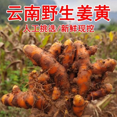 云南野生姜黄高山红肉月子姜咖喱原料产后调节药材产地直供批发