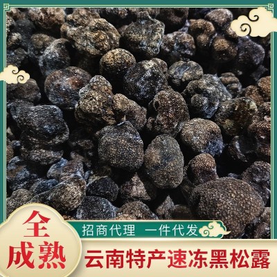 产地批发速冻黑松露全成熟冰鲜散装500g 块菌猪拱菌云南特产包邮