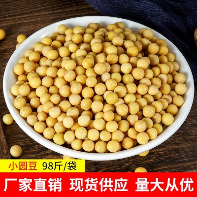 小金黄芽豆 小圆豆珍珠粒芽豆批发 生豆芽用产地货源散装批发98斤