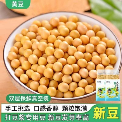 黄豆新货农家自种大豆子五谷杂粮生的发豆芽打豆浆专用小黄豆